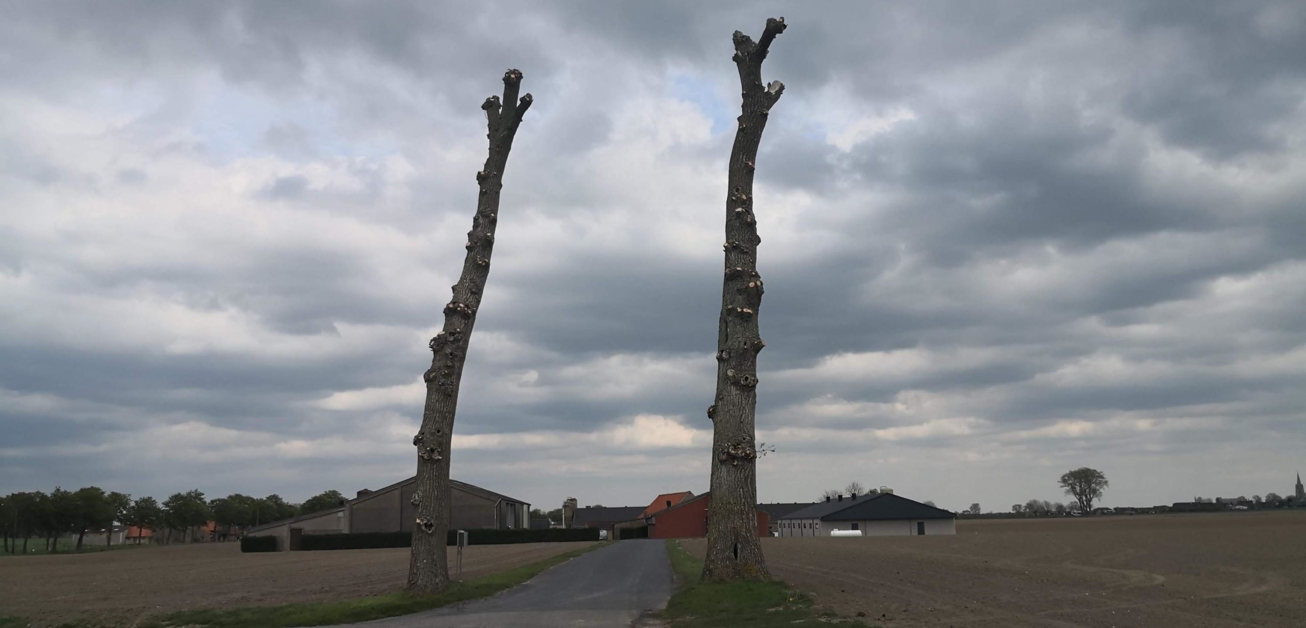 Pollinkhove arbres sinistres